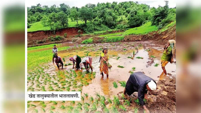 आता करू भातलावणी...