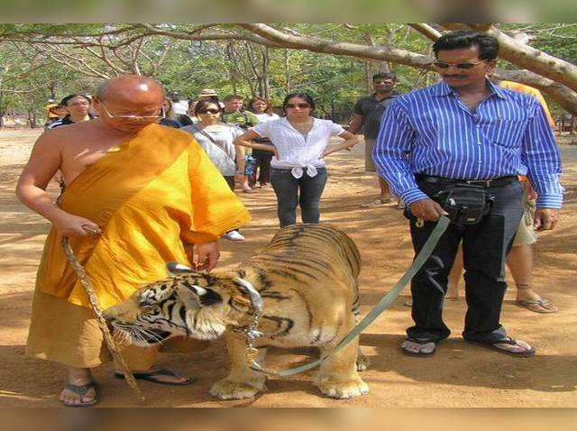 थाईलैंड का टाइगर टेम्पल