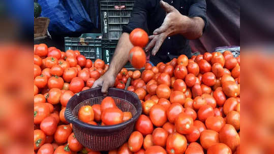 सर्वसामान्यांना दिलासा, टोमॅटोचे दर घसरले, थेट निम्म्यावर आले, पाहा कुठे किती भाव?