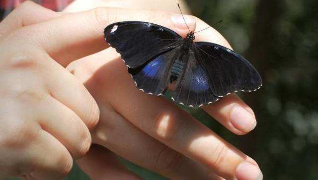 अध्यात्म से एक गहरा नाता रखती है 'तितली', क्या आपने कभी इसे काले रंग में देखा है!!