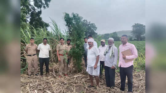 माहितीची खात्री होताच शेतात पोलिसांनी टाकली धाड, धक्कादायक प्रकाराने परिसरात खळबळ