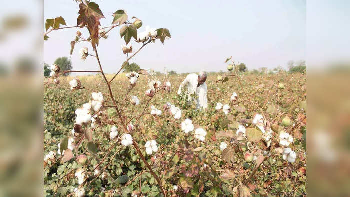 जनुकीय परिवर्तित कापूस