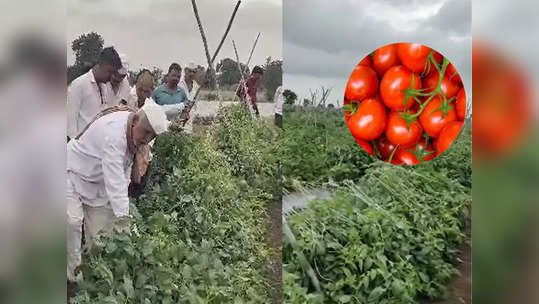 'भाव' खाणाऱ्या टोमॅटोंवर चोरट्यांचा घाव, पिकांचं नुकसान, शेतकऱ्याचे पाच लाख बुडाले