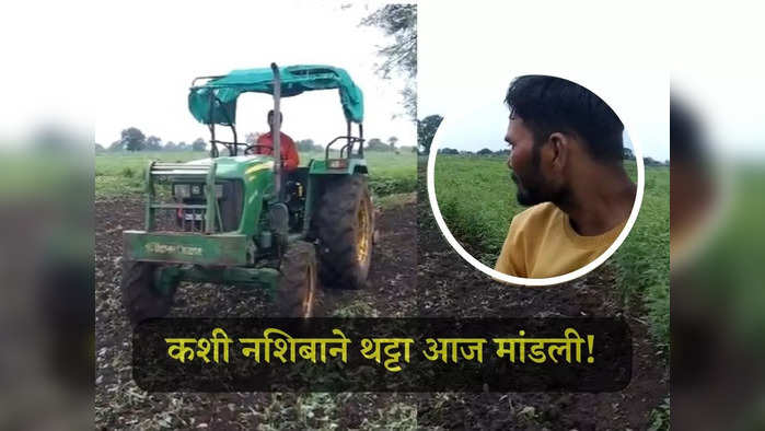 अतिवृष्टीने कपाशी खराब झाली