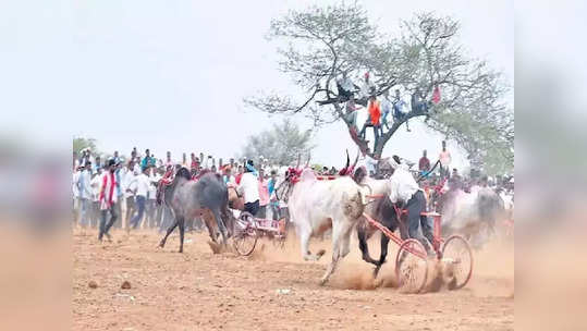 बैलगाडा शर्यतींना पुन्हा ब्रेक, राज्यातील 'या' जिल्ह्यात जिल्हाधिकाऱ्यांचे आदेश, कारण समोर