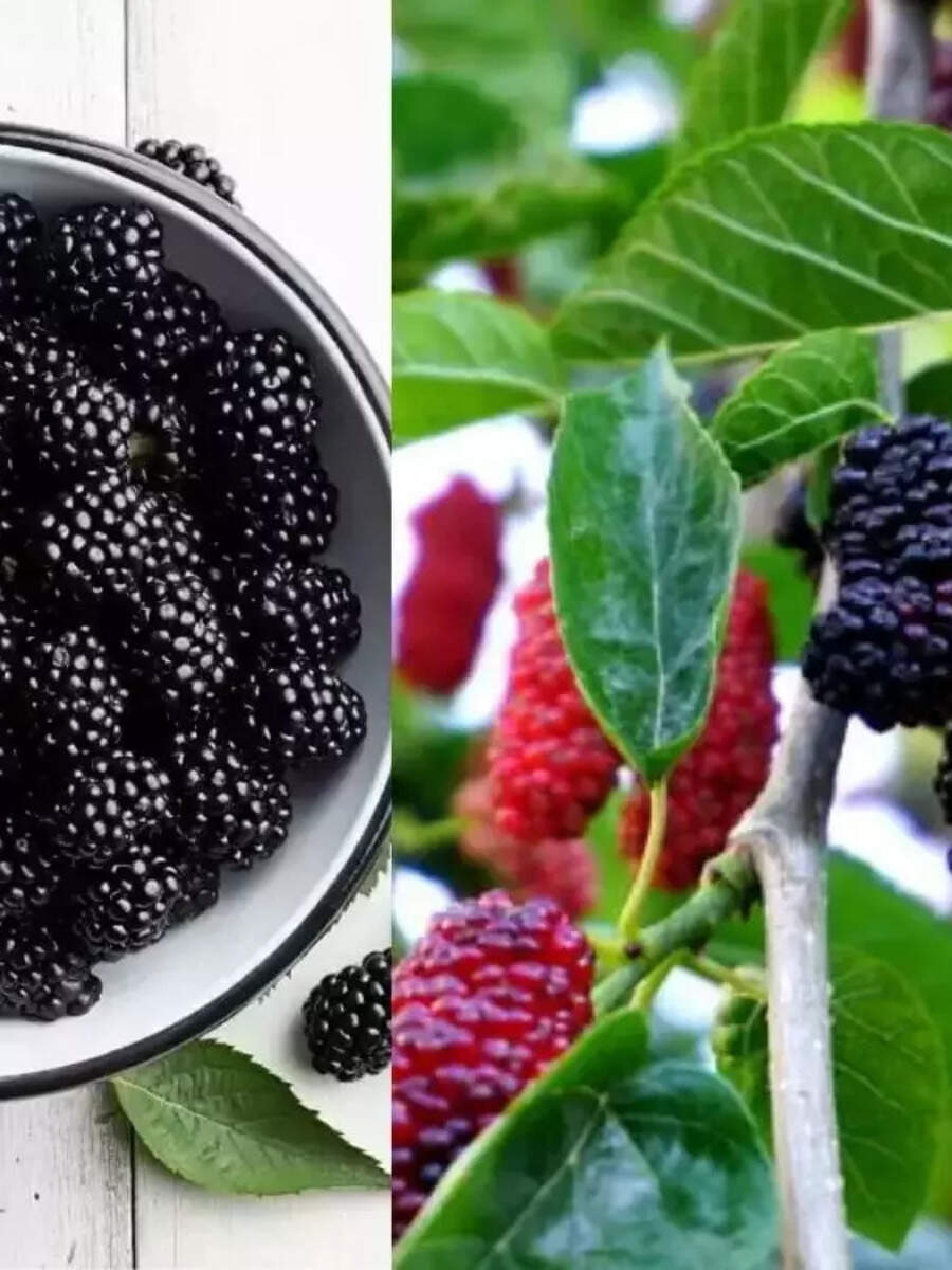 7-foods-to-eat-if-you-want-to-live-over-100-years-7