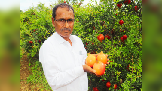 Success Story : डाळिंबाच्या शेतीतून बक्कळ कमवलं, कमी खर्चात फुलवली बाग; यशोगाथा वाचून थक्क व्हाल...