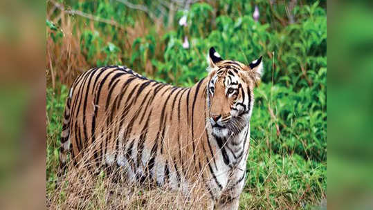 वन्यजीवांचे शेतकऱ्यांवरील हल्ले रोखण्यासाठी ताडोबा प्रशासन सज्ज; शेतकऱ्यांच्या सुरक्षेसाठी अनोखी शक्कल