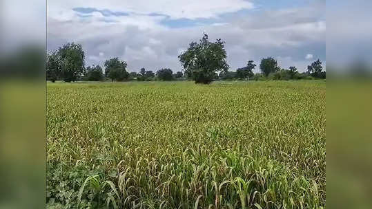 Nashik: बळीराजाची चिंता वाढली; कोवळ्या पिकांचे मरण, नदी-नाले अन् बंधारेही कोरडेठाक