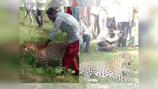 गावकऱ्यांचे बिबट्यावर बसून फोटोसेशन; आता चिंताजनक माहिती समोर; मुक्या जीवाबद्दल वाटेल हळहळ