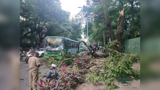 पुण्यात PMP बसवर कोसळलं भलंमोठं झाड; चालक जखमी, थोडक्यात टळला मोठा अनर्थ