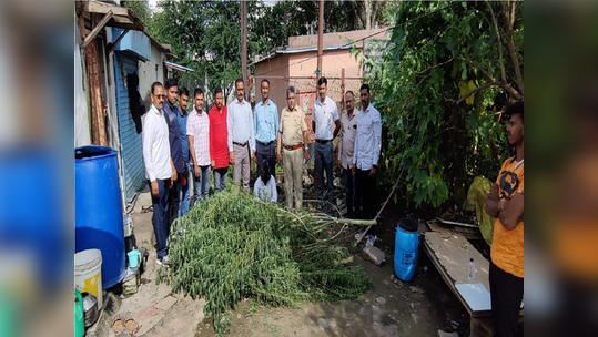 पठ्ठ्याचं भलतचं धाडस; घरासमोरच 'ती' झाडे लावली, पोलिसांना गुप्त माहिती मिळाली, अन् नंतर...