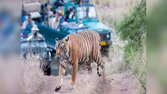 आठ महिन्यांतच १३२ वाघांचा मृत्यू, ११ वर्षातील सर्वाधिक आकडेवारी, नेमकं कारण काय?