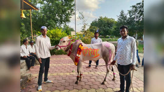 कायम विजयाचा गुलाला अंगावर, बिनजोड शर्यतीचा बादशहा 'शिवा' बैलाचा मृत्यू; कुटुंबाचा टाहो