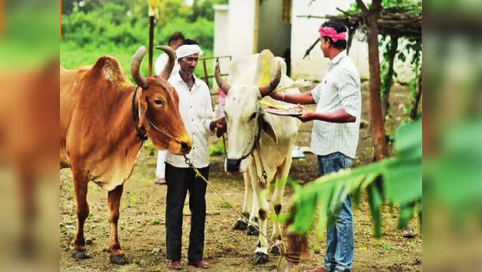 Bail Pola: पोळ्याच्या पूर्वसंध्येला बैलांची खांदेशेकणी; शेतकऱ्यांनी पूजा करून दिले जेवणाचे आवतन