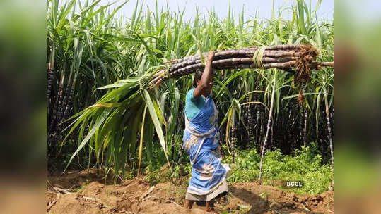 उसाबाबत महत्त्वाची बातमी: परराज्यात निर्यात करण्यास महाराष्ट्र सरकारने बंदी घातली, कारण...