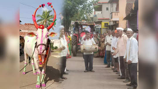 मुलाप्रमाणे जपलेल्या बैलाचा मृत्यू; संपूर्ण गावावर शोककळा; जड अंतकरणाने दिला निरोप