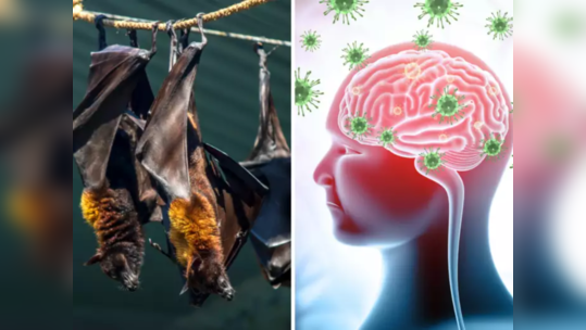 बापरे, करोनाचा बाप निघाला Nipah Virus, मृत्यू दर 40 ते 70% असल्याने चिंतेत वाढ, ही 10 लक्षणं दिसताच डॉक्टरकडे पळा