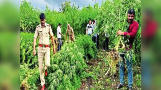 गांजा शेतीवर पोलिसांची धडक कारवाई, झाडे उपटण्यासाठी मजूरांचा ताफा; बाजारात कोट्यवधींची किंमत