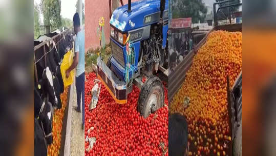 Tomato: महिनाभरात टॉमेटोचा दर २०० वरुन अवघ्या ५ रुपयांवर; हतबल शेतकऱ्यांनी उभ्या पिकावर ट्रॅक्टर फिरवला