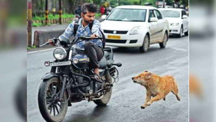 भारतात एका वर्षांत रेबीजने ३०७ जणांचा मृत्यू, श्वानदंशाच्या घटनांचा आकडा तर कोटींत, जबाबदार कोण?