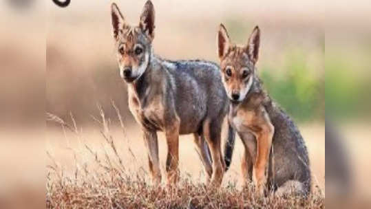 राज्यातील लांडग्यांची संख्या वाढवण्यासाठी खास प्लॅन, काय आहे लांडगा संवर्धनाचे 'पुणे मॉडेल'?