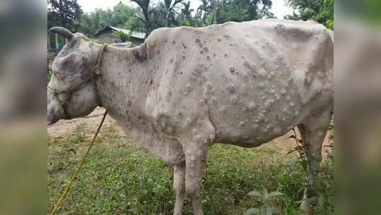 Lumpy Skin Disease: येवल्यात 'लम्पी' अंगावर घेऊन फिरताहेत मोकाट जनावरे; मृत्यूप्रमाणही वाढले