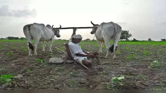 फुलंब्रीत दुष्काळछाया कायम; खरीप हंगामाची नजर अंदाज पैसेवारी ४६ टक्के, उत्पन्नात मोठी घट