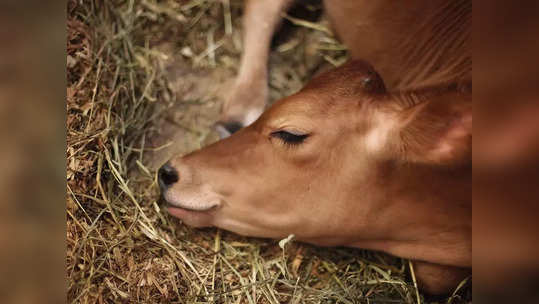 चारा घोटाळ्यानंतर आता अंत्यसंस्कार घोटाळा उघडकीस; नागपुरात नेमकं काय घडलं?