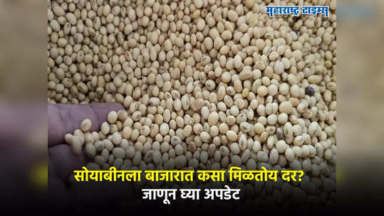 Soyabean Rate : सोयाबीनच्या दरात वाढ सुरु, हमीभावाचा टप्पा ओलांडला, शेतकऱ्यांचं विक्रीबाबत वेगळं धोरण