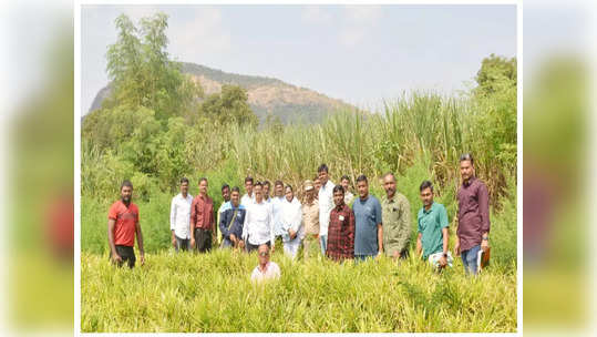 सातारा पोलिसांना माहिती कळाली, पथक तयार करून धाड टाकली, आल्याच्या शेतात दुसराच 'उद्योग'