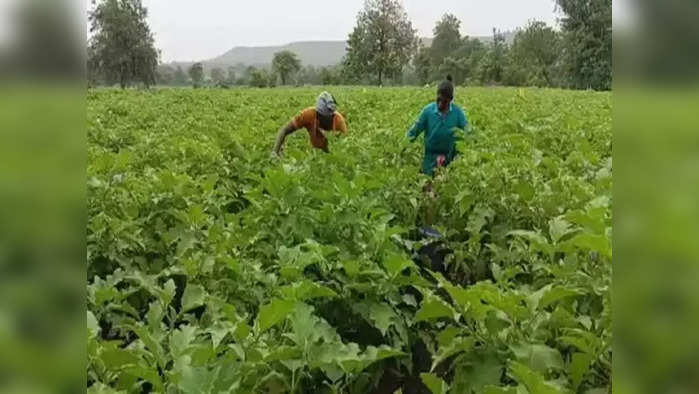 Nashik Farmer: खरीप बेभाव, आता रब्बीवरच 'डाव'; शेतकऱ्यांचे आर्थिक गणित कोलमडले