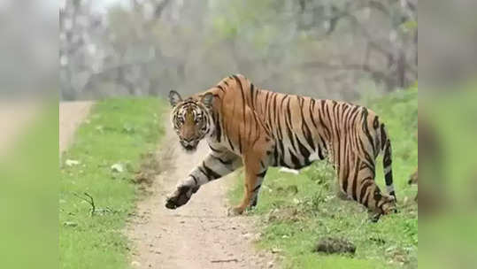 ताडोब्यात वाघाच्या हल्ल्यात गुराखी ठार; सलग दुसऱ्या दिवशी घटना, गावकऱ्यांत दहशत