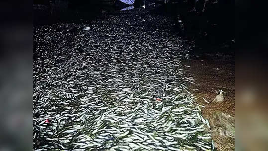 Palghar Fish: नवापूर दांडी खाडीत मृत माशांचा खच, मच्छिमारांकडून कारखान्यांवर कारवाईची मागणी