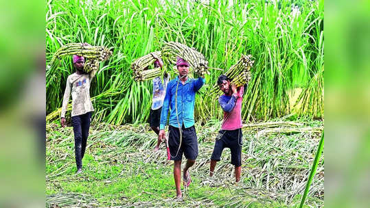 पीक विम्याचा मार्ग मोकळा, ३५ लाख शेतकऱ्यांना मिळणार १,७०० कोटी