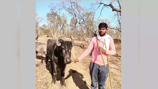 जनावरे चरवण्यासाठी रानात गेला; गुरे मालकाविनाच परतली, सगळीकडे शोधाशोध, नंतर जे घडलं त्यानं...