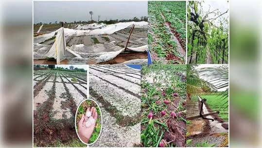 शेतकऱ्यांवर आभाळ कोसळलं, कुठे अवकाळी पावसाचा तडाखा तर कुठे गारपीट, भाज्यांसह फळबागांचेही नुकसान