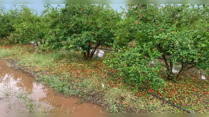 आजचा अग्रलेख: शेतकऱ्याचा अस्मानी सूड