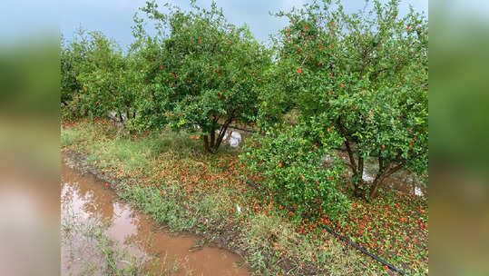 अवकाळीचा फळबागांना तडाखा; काढणीला आलेल्या फळांची गळ, डाळिंब आणि द्राक्षांचे सर्वाधिक नुकसान