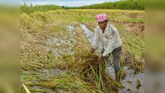 अवकाळी पावसामुळे शेतकऱ्यांसमोर अस्मानी संकट, विमा कंपन्या नॉट रिचेबल, भरपाईचे ८४९ कोटी प्रलंबित