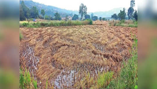 टोल फ्री नंबर लागेना, राजकीय पुढाऱ्यांकडून केवळ फोटोसेशन, अवकाळीग्रस्त शेतकऱ्यांची व्यथा