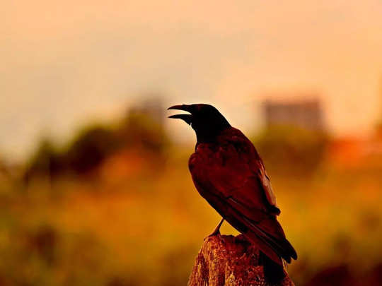 डिवाइन एनर्जी के संदेश वाहक होते हैं पक्षी, रात के समय इनकी आवाज गौर से जरूर सुनें