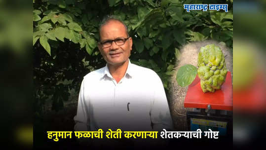 Farmers Success Story: ना रामफळ, ना सीताफळ, वाशिमचा शेतकरी करतोय हनुमान फळाची शेती, थेट बांधावरुनच विक्री