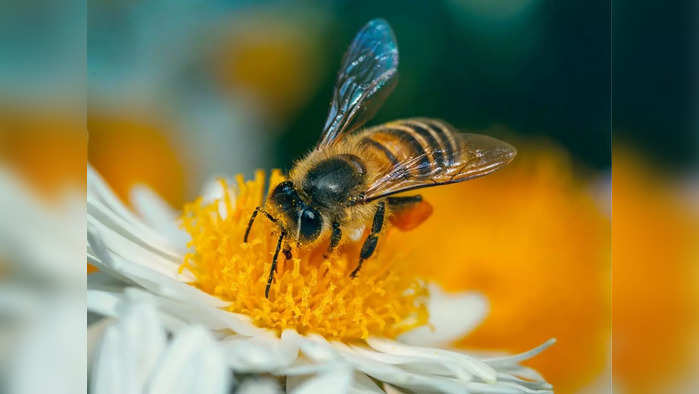 As the German scientist Karl von Frisch showed in the 1920s, honeybees use a symbolic dance language to communicate the location of rewarding flowers to hive-mates.