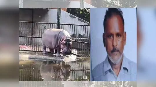 आयसोलेशनमधून बाहेर आलेल्या पाणघोड्याचा हल्ला; प्राणी संग्रहालयात कामगाराचा वेदनादायी अंत