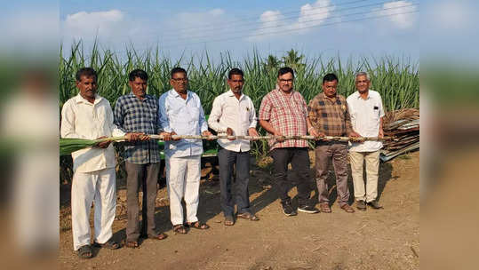 Sugarcane Farming : शेतकऱ्यांना पर्याय सापडला,उसाच्या नव्या वाणाला पसंती, पुण्याच्या शेतकऱ्यानं राबवलेला प्रयोग यशस्वी