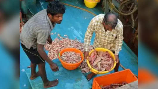 कुजलेल्या माशांमुळे दोघांनी गमावला जीव, मुंबईतील भाऊच्या धक्क्यावरील घटना, नेमकं काय घडलं?