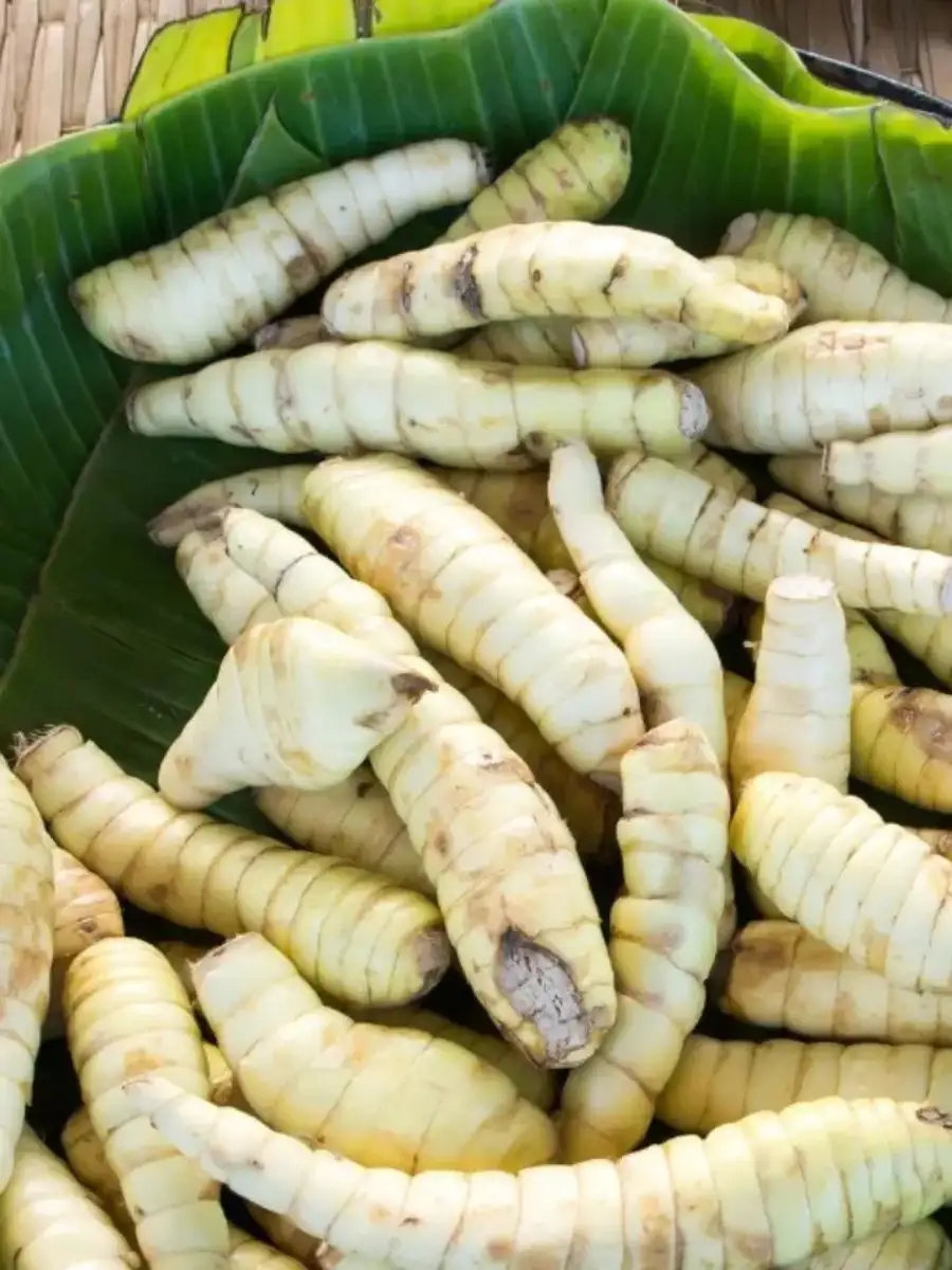 arrowroot health benefits | കൂവപ്പൊടിയുടെ ആരോഗ്യ ഗുണങ്ങൾ അറിയാം ...