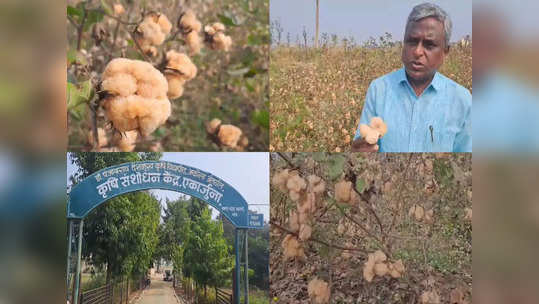 पांढरं सोनं होणार रंगीत, कृषी विद्यापीठाच्या संशोधनाला यश, कापसाच्या नव्या वाणांची निर्मिती,शेतकऱ्यांची पसंती