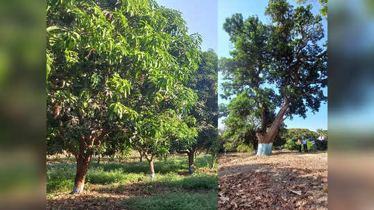 कृषी संशोधन केंद्राला 'कोरड'; पालिकेने १० दिवसांपासून थांबवला पाणीपुरवठा